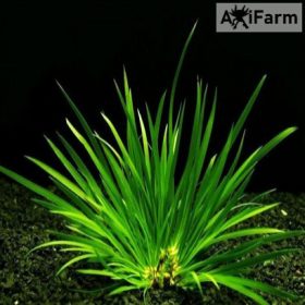 Acorus pusillus