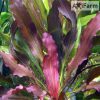 Echinodorus Rubin