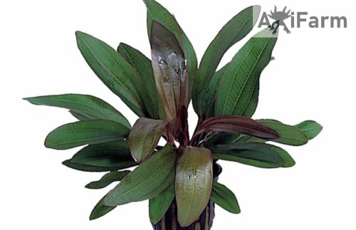 Echinodorus Rubin