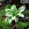 Anubias nana pinto 