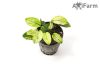 Anubias nana pinto 