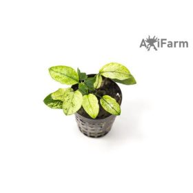 Anubias nana pinto 