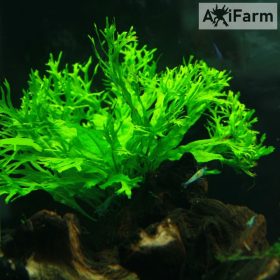 Microsorium windelov