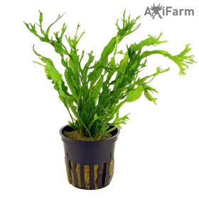 Microsorium windelov