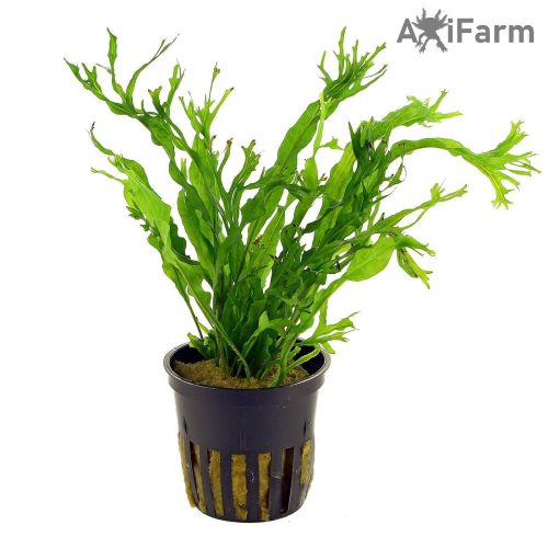 Microsorium windelov