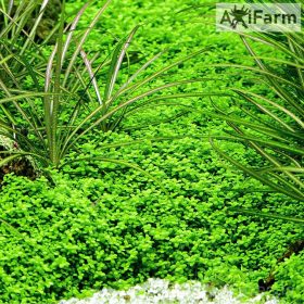Hemianthus Callitrichoides Cuba