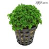 Hemianthus Callitrichoides Cuba