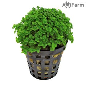 Hemianthus Callitrichoides Cuba
