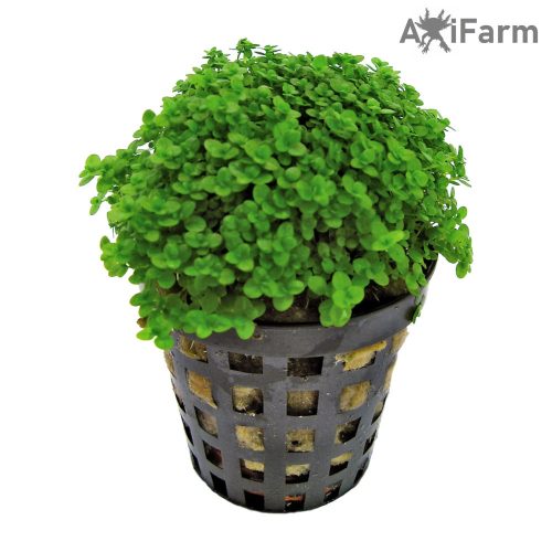 Hemianthus Callitrichoides Cuba