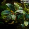 Bucephalandra aragon
