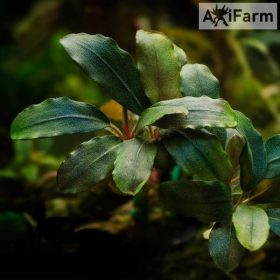 Bucephalandra aragon