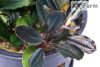 Bucephalandra aragon
