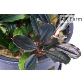Bucephalandra aragon