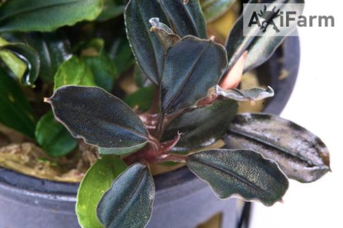 Bucephalandra aragon