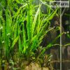 Microsorium pteropus 'narrow'