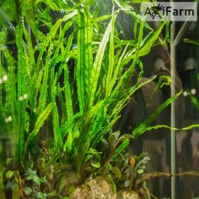 Microsorium pteropus 'narrow'