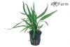Microsorium pteropus 'narrow'