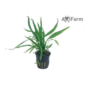 Microsorium pteropus 'narrow'