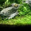 Glossostigma elatinoides
