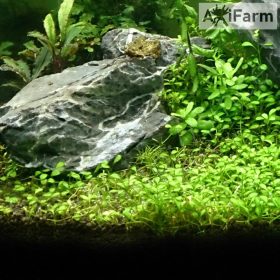Glossostigma elatinoides