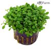Glossostigma elatinoides