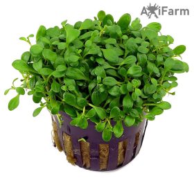 Glossostigma elatinoides