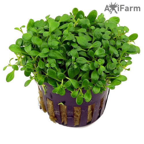 Glossostigma elatinoides