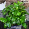 Anubias nana petite