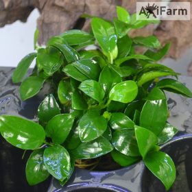 Anubias nana petite