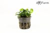Anubias nana petite