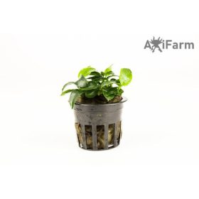 Anubias nana petite