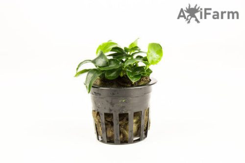 Anubias nana petite