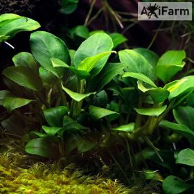Anubias afzelii