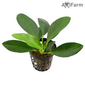 Anubias afzelii