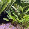 Cryptocoryne lutea