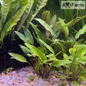 Cryptocoryne lutea