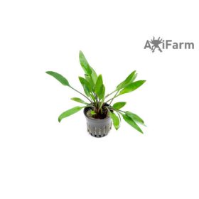 Cryptocoryne lutea