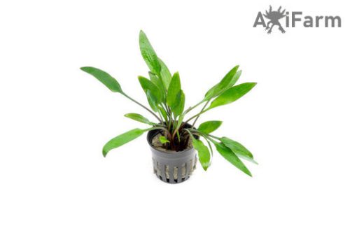 Cryptocoryne lutea