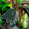 Bucephalandra achilles green