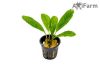 Bucephalandra achilles green