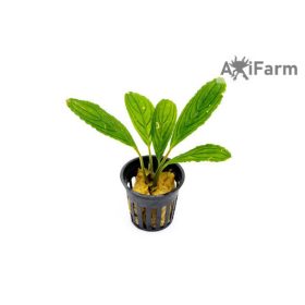 Bucephalandra achilles green