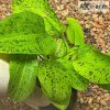 Echinodorus Ozelot Green