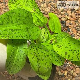 Echinodorus Ozelot Green