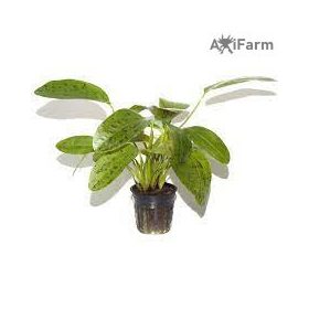 Echinodorus Ozelot Green