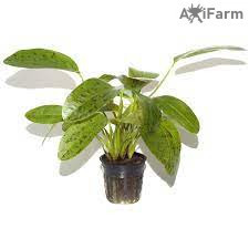 Echinodorus Ozelot Green