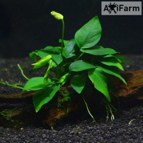 Anubias nana