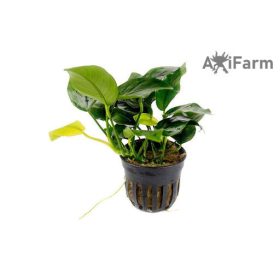Anubias nana