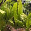 Echinodorus bleheri