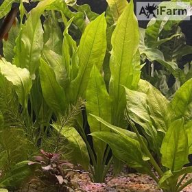 Echinodorus bleheri