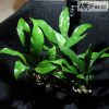 Anubias lanceolata